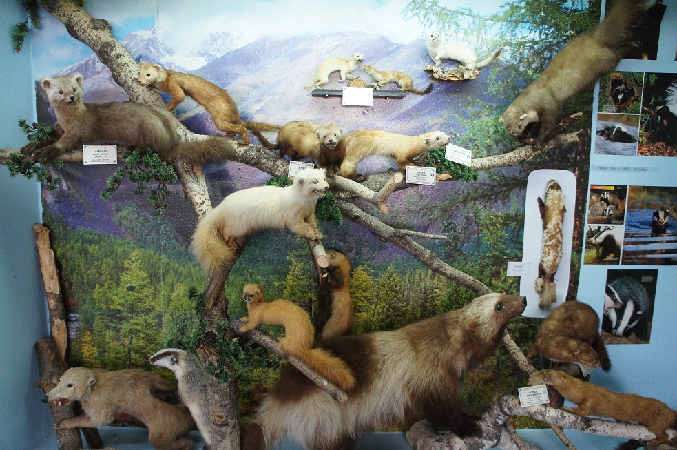Экспозиция в зоологическом музее ПГСГА